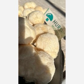 تصویر قارچ یال شیر 100 گرمی 