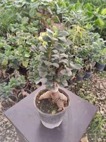 تصویر محصول: بنسای جنسینگ 