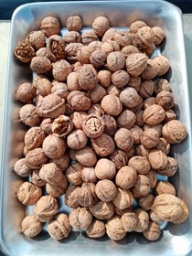 تصویر گردوی ایرانی یک کیلویی Iranian walnut