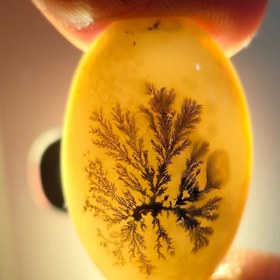 تصویر شجر قائن قواره دار 