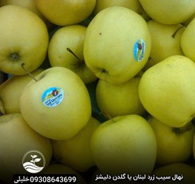 تصویر سیب زرد لبنان 