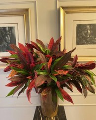 تصویر گیاه کروتون برای طراحی فضای داخلی 