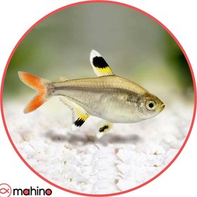 تصویر ماهی تترا پرستیلا 