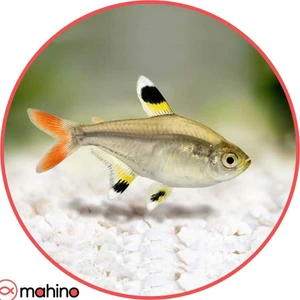 تصویر فروشگاه ماهینو