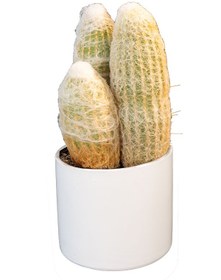 تصویر کاکتوس اسپوستا 