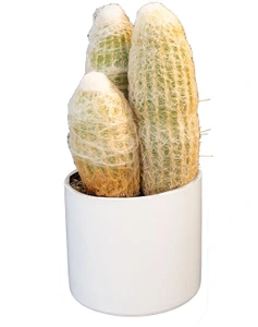 تصویر فروشگاه شیراز پالم