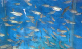 تصویر ماهی تترا کنگو Congo tetra 