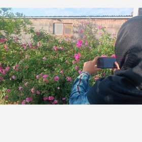 تصویر گل محمدی 