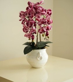 تصویر ارکیده گلدانی بزرگ و شیک 