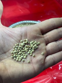 تصویر عدس آش (ریز) پاک شده 