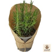 تصویر گیاه طبیعی رزماری کد yt40 | کد: ZNB-3ST 