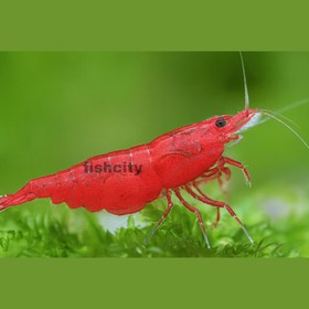 تصویر شیریمپ رد چری 