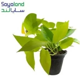 تصویر پتوس نئون 