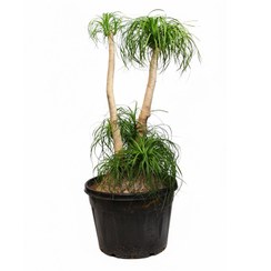 تصویر لیندا کوتاه دو شاخه 