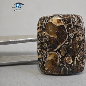 تصویر فسیل توریتلا 5.5 گرم 