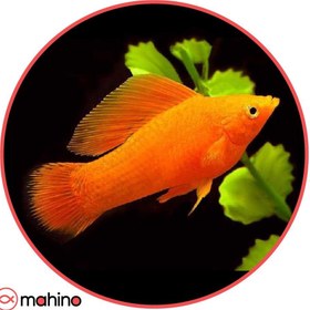 تصویر ماهی مولی نارنجی (جفت) 