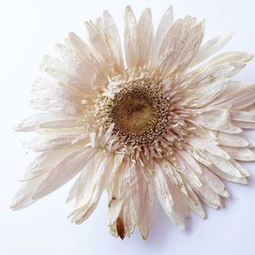 تصویر گل خشک ژربرا بسته 3 عددی 