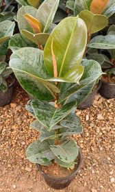 تصویر فیکوس صوفیا 