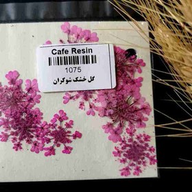 تصویر گل خشک شوکران سرخآبی 