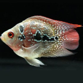 تصویر ماهی فلاور باکس Dwarf Flowerhorn fish 