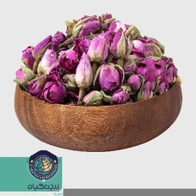 تصویر غنچه گل محمدی 