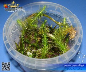 تصویر گیاه روتالا والیچی پلنت کد ۶۰۲ Aquarium Plant rotala wallichii