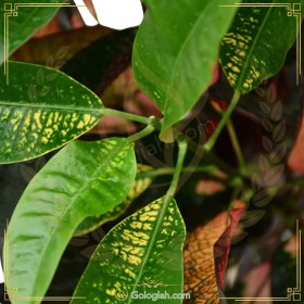 تصویر کروتون پرتقالی 