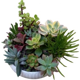 تصویر دیش گاردن ساکولنت میکس 