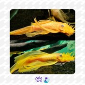 تصویر ماهی کت بلو آیز باله بلند سایز ۵ تا ۷ سانتی متر 