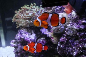 تصویر دلقک ماهی اسلاریس ا Ocellaris Clownfish Ocellaris Clownfish