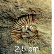 تصویر بزرگ و کاملترین فسیل آمونیت هترومورف ایسام و ایران 