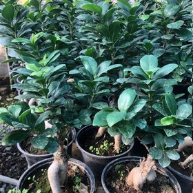 تصویر بونسای فیکوس 