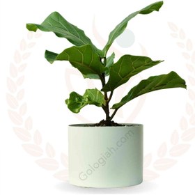 تصویر فیکوس لیراتا 