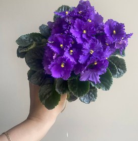 تصویر بنفشه آفریقایی African violet