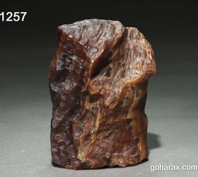 تصویر فسیل چوب 