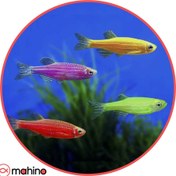 تصویر پک ماهی زبرا رنگی 10 عددی - 2 تا 3 سانتی متر 
