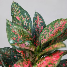 تصویر آگلونما قرمزی گلآرون 