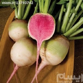 تصویر بذر تربچه هندوانه ای Red Meat Radish 