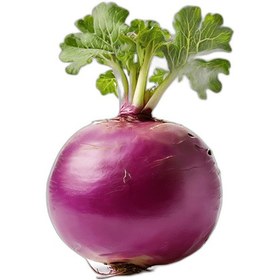 تصویر شلغم turnip