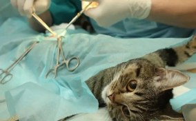 تصویر جراحی عقیم سازی گربه نر ( فقط در شهر تهران ) 
