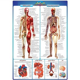 تصویر پوستر آموزشی آناتومی کامل بدن انسان و اندام‌ها A3 