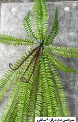 تصویر سرخس دم دراز ۹۰سانتی 