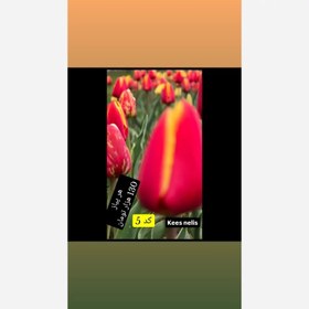 تصویر پیاز لاله هلندی - کد Tulip