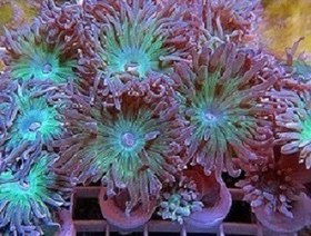 تصویر مرجان دانکن استرالیا Dunkan Coral