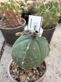 تصویر بذر کاکتوس آستروفیتوم 3 پر ندوم ژاپن ELG.9516 - بسته 10 عددی Astrophytum myrio. tricostatum Nudum F1 – Japan Sankaku ELG.9516