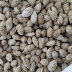 تصویر پوست کاغذی ایرانی 