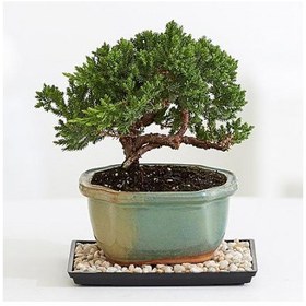 تصویر گیاه بونسای 