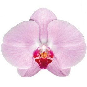 تصویر نشا ارکیده فالانوپسیس ا Phalaenopsis orchid seedling Phalaenopsis orchid seedling