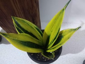 تصویر سانسوریا شعله طلایی Sansevieria trifasciata gold flame