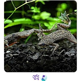 تصویر فراگ بلک 